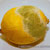 lemon with green mould, on a white dish. Stock photography and pictures from A-Z Fotos.
